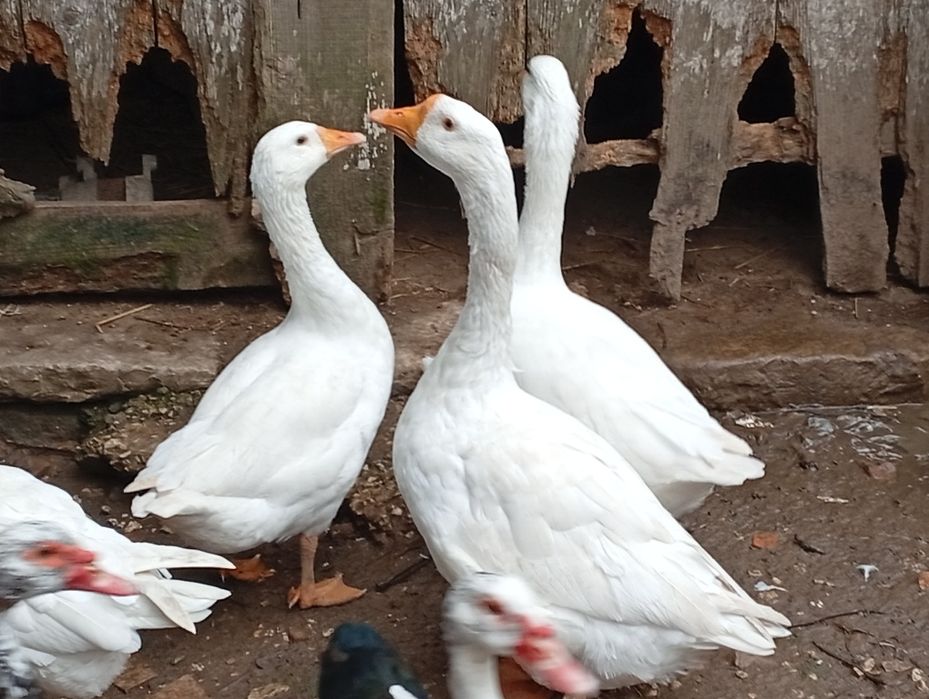 Casal de Gansos jovens