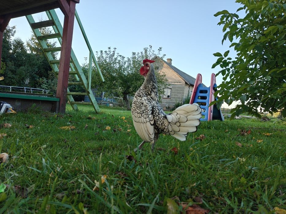 Sebrytka srebna kogut