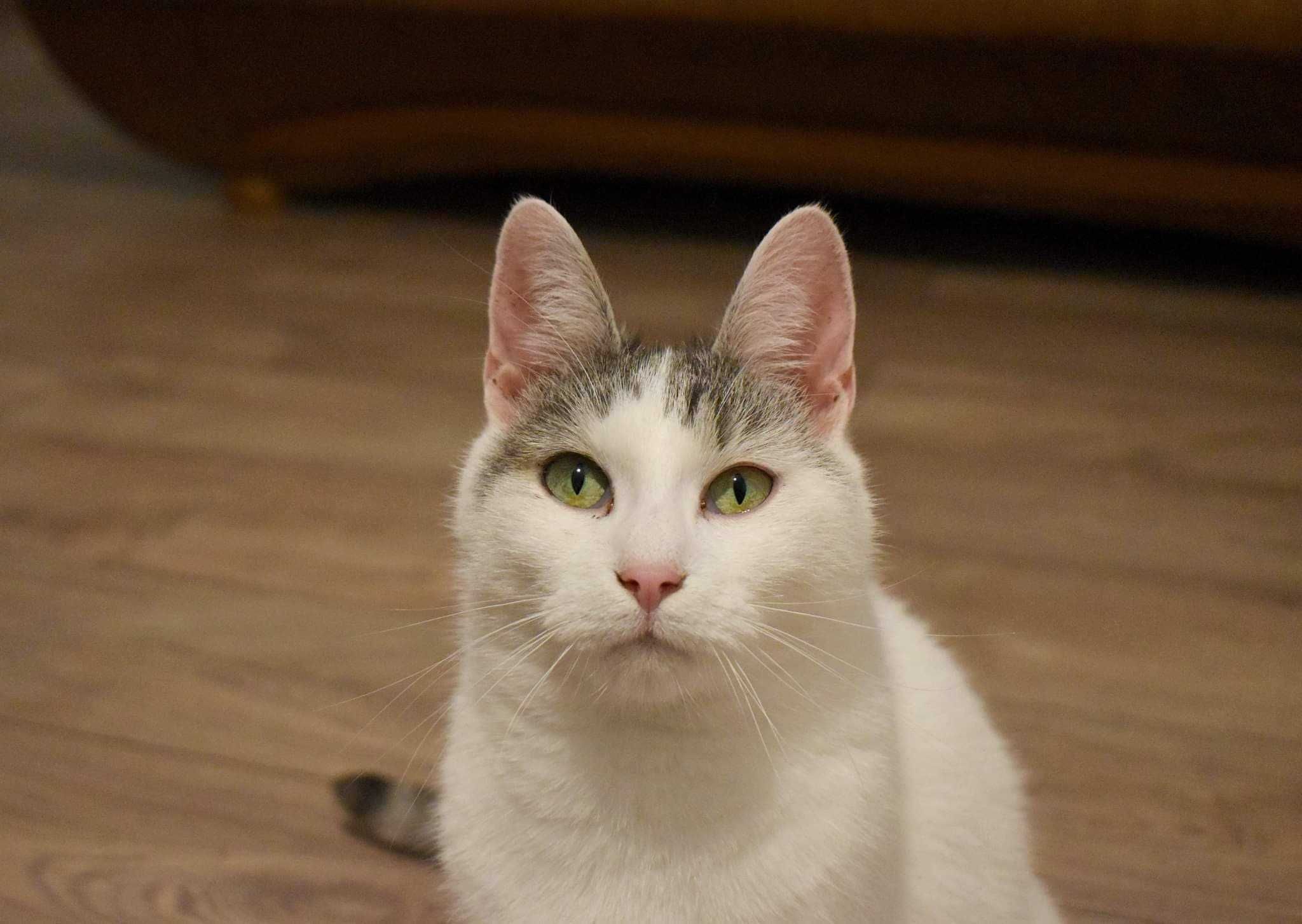 *Diego - piękny kotek do adopcji!