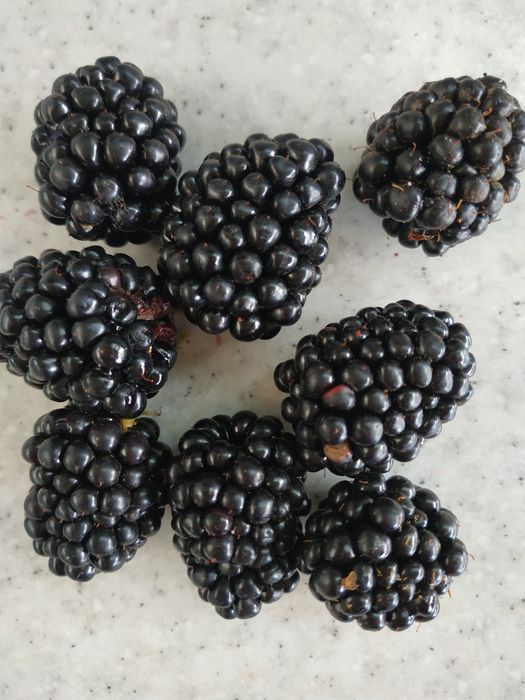 Ежевика  без шипов.