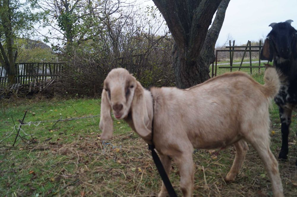 Козеня нубокоморі, дівчинка
