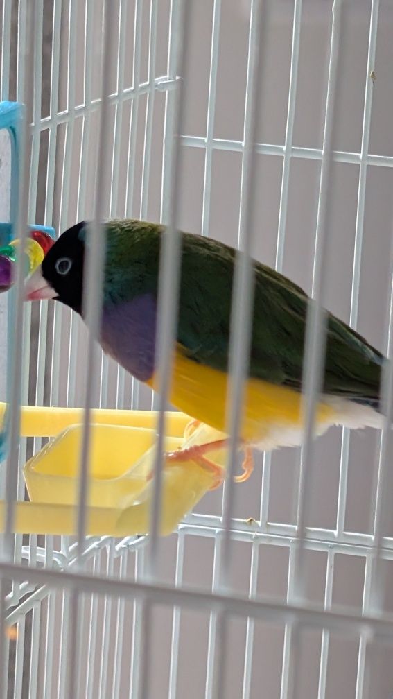 Diamante Gould com gaiola
