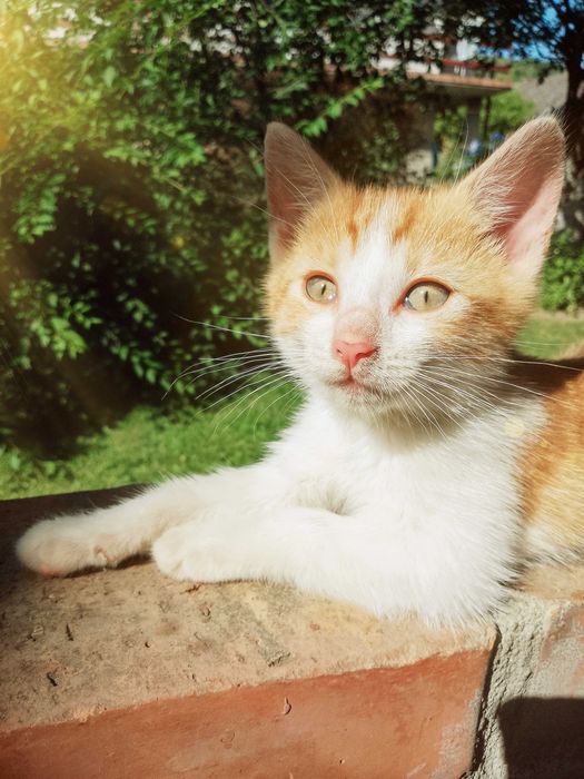 Słodziaki kociaki zapraszają do adopcji! :) Okolice Nowego Sącza!