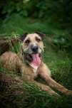 Benji - aktywny, wesoły, podobny do terrierka