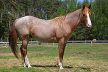 Sprzedam konia, PAINT HORSE, certyfikat, ogier 3 lata, koń, konie