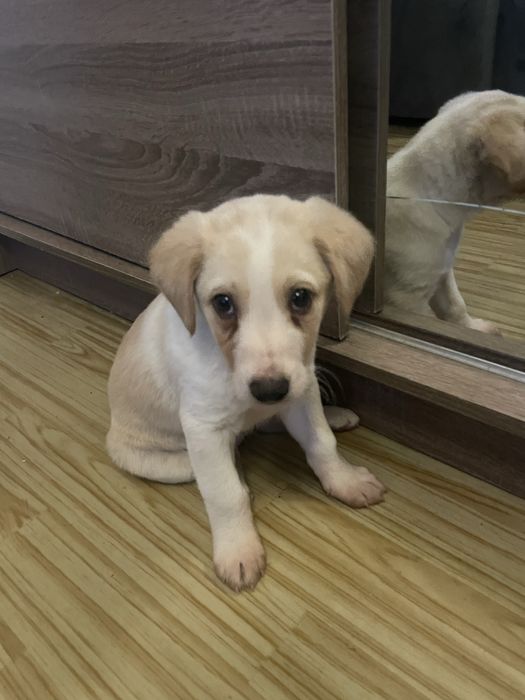 oddam pieska w dobre rece za darmo