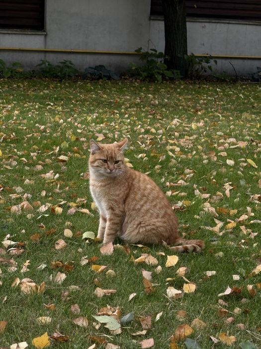 Віддамо котиків в хороші руки