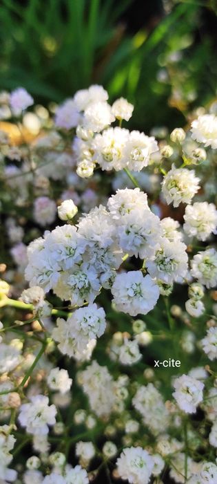 Гіпсофіла, будлея, вероніки, матрикарія, армерія, седуми, непта та ін.