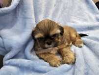 Sprzedam shih tzu