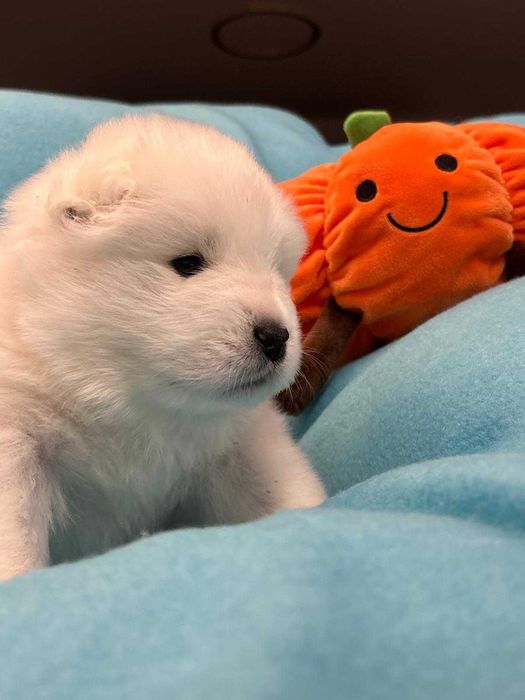 Samoyed Samojed FCI / ZKwP szczeniak do odbioru w grudniu