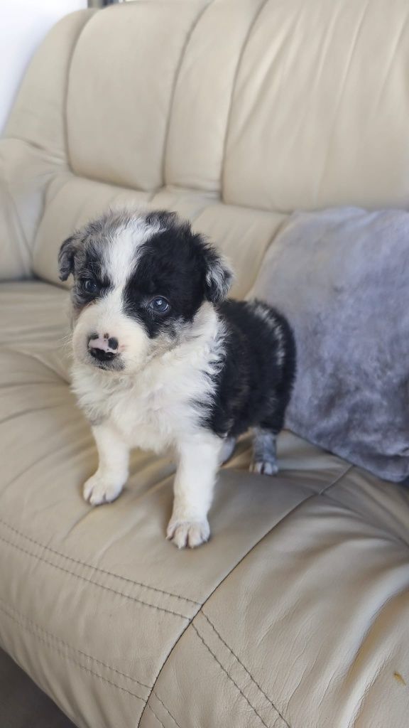 Border Collie Blue Merle fêmea