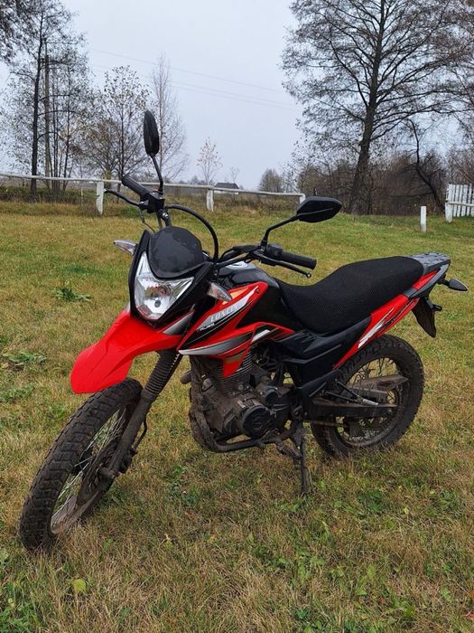 Продам лонсін прус