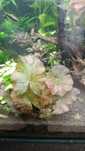 Plantas aquário_Tiger Lotus