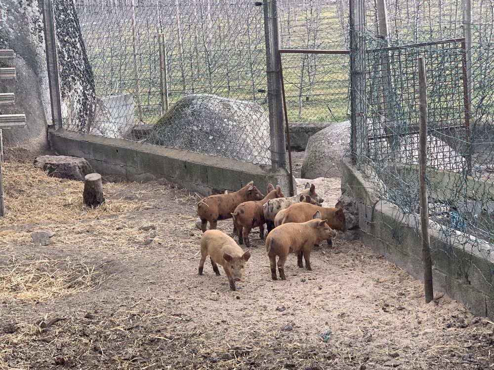 Vendo leitões de campo