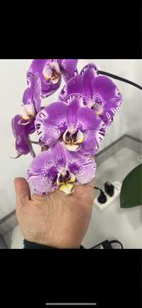 Орхідея королівська