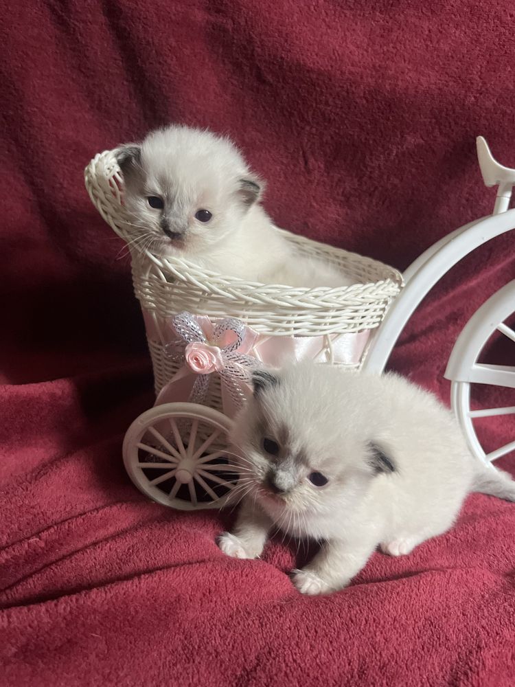 Ragdoll dziewczynka seal mitted