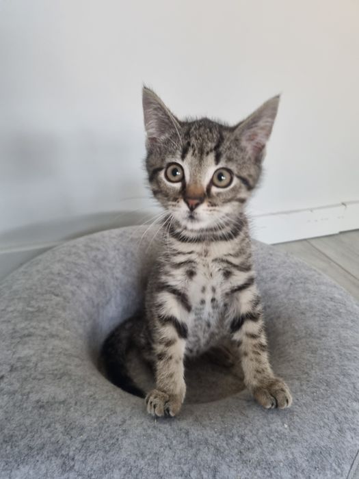 Dwa bure, młode kocurki do adopcji