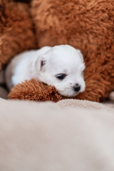 Maltańczyk z rodowodem i chipem - rezerwacja