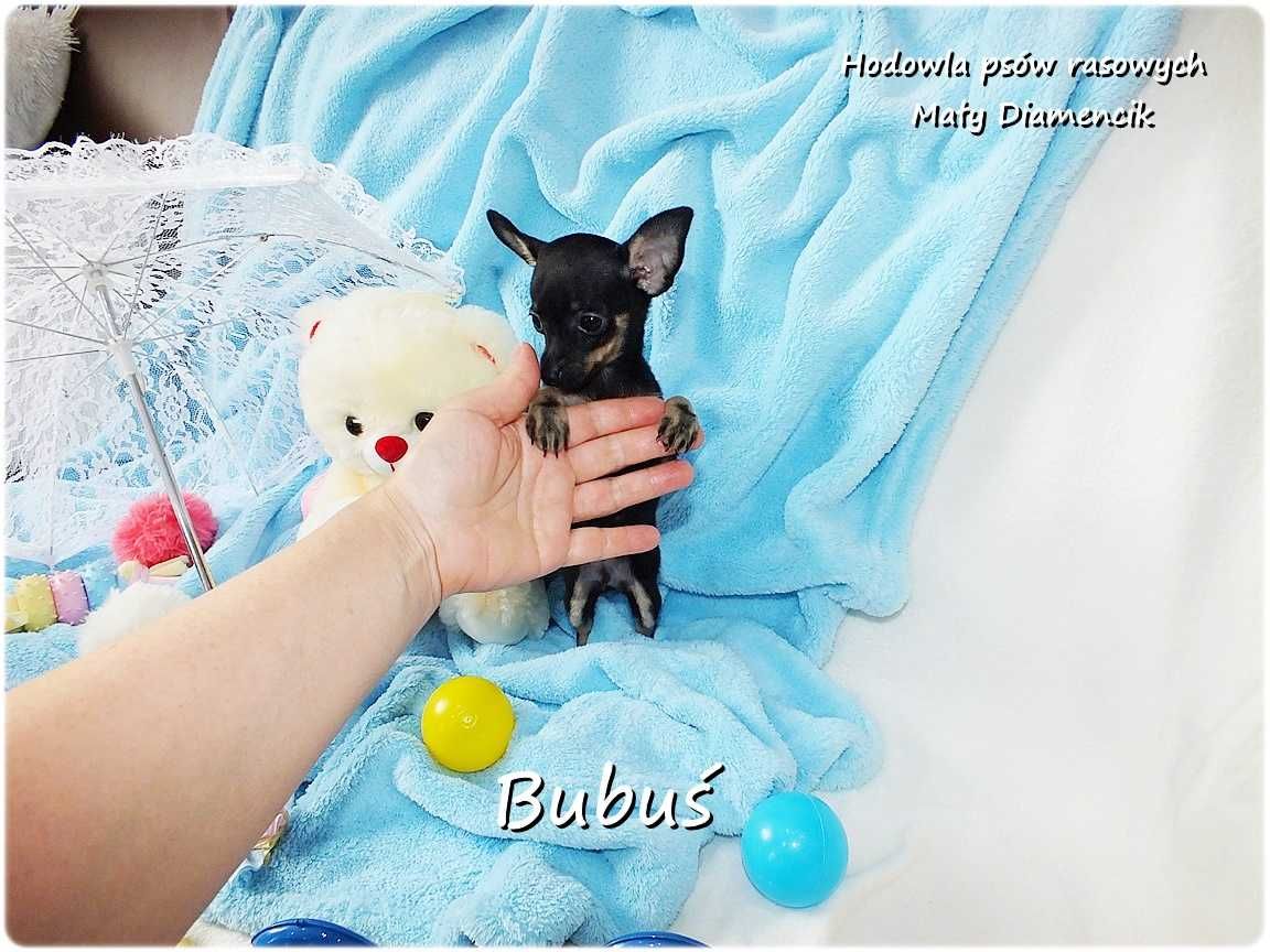 Mini Piesek BUBUŚ Ratlerek XS! Pinczer miniaturowy +Rodowód Do Odbioru