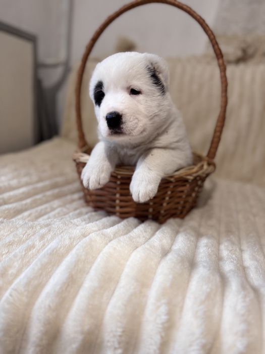 Продам щенков алабая