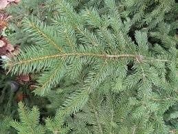 Stroisz ,gałązki świerkowe, świerki