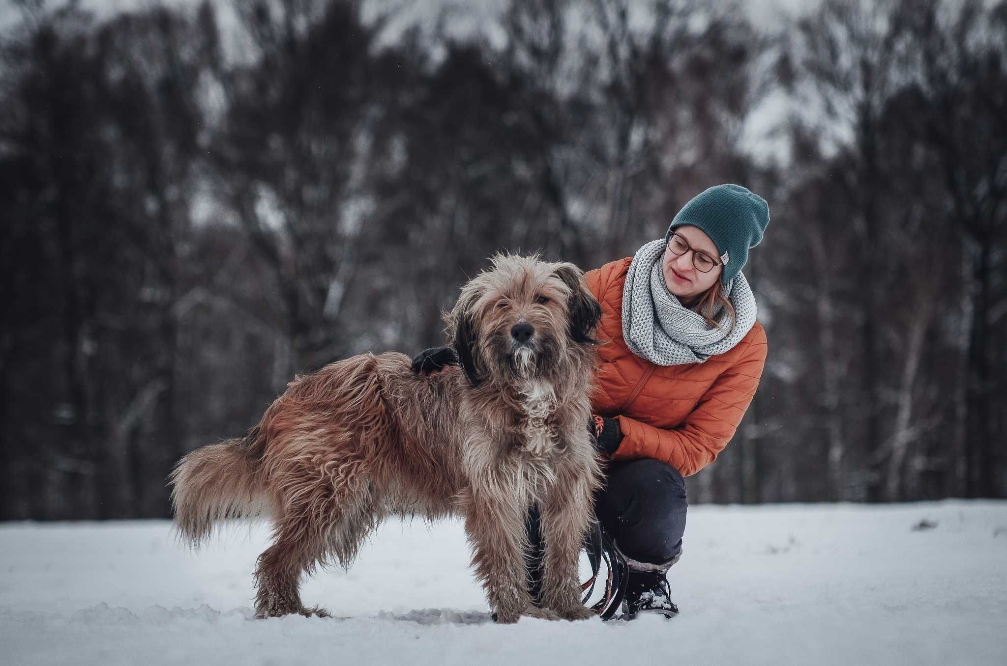 Hogan - młody aktywny psystojniak jak briard