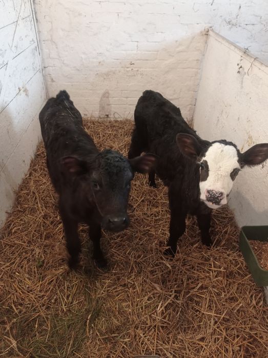 Cielak jałówka mięsna 10 sztuk