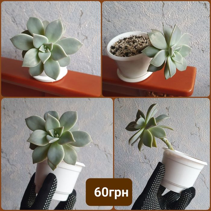 Граптопеталум парагвайський, кам'яна троянда (сукулент)