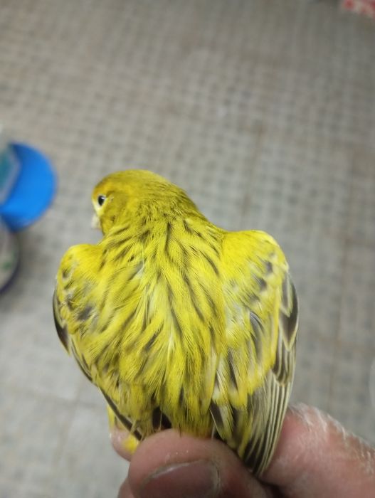 Cedo canários Ágata amarelo