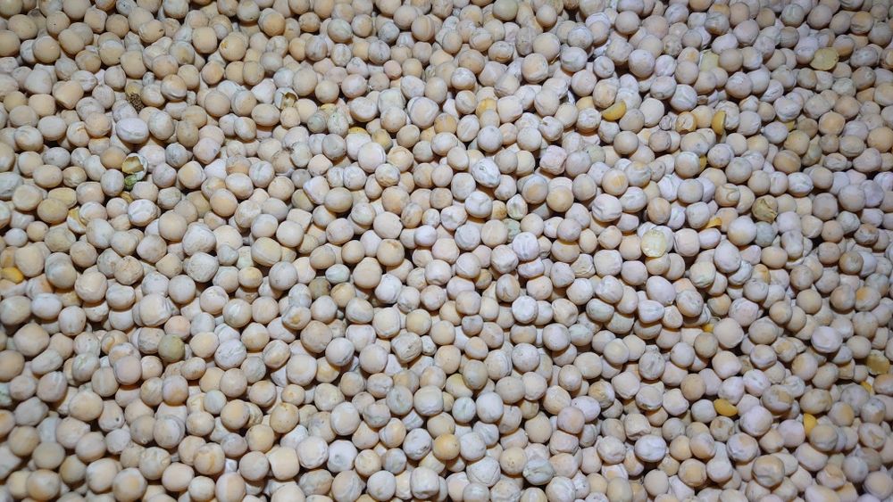 Czysty groch siewny Ostinato Czyszczony 2025 poplon peluszka pasza