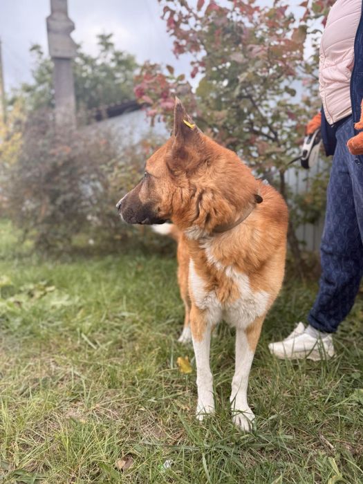 Песик Макс шукає родину