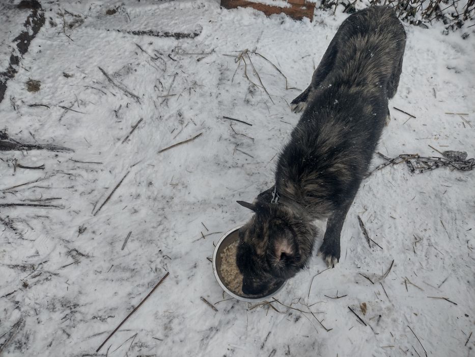 Oddam pieski w dobre ręce