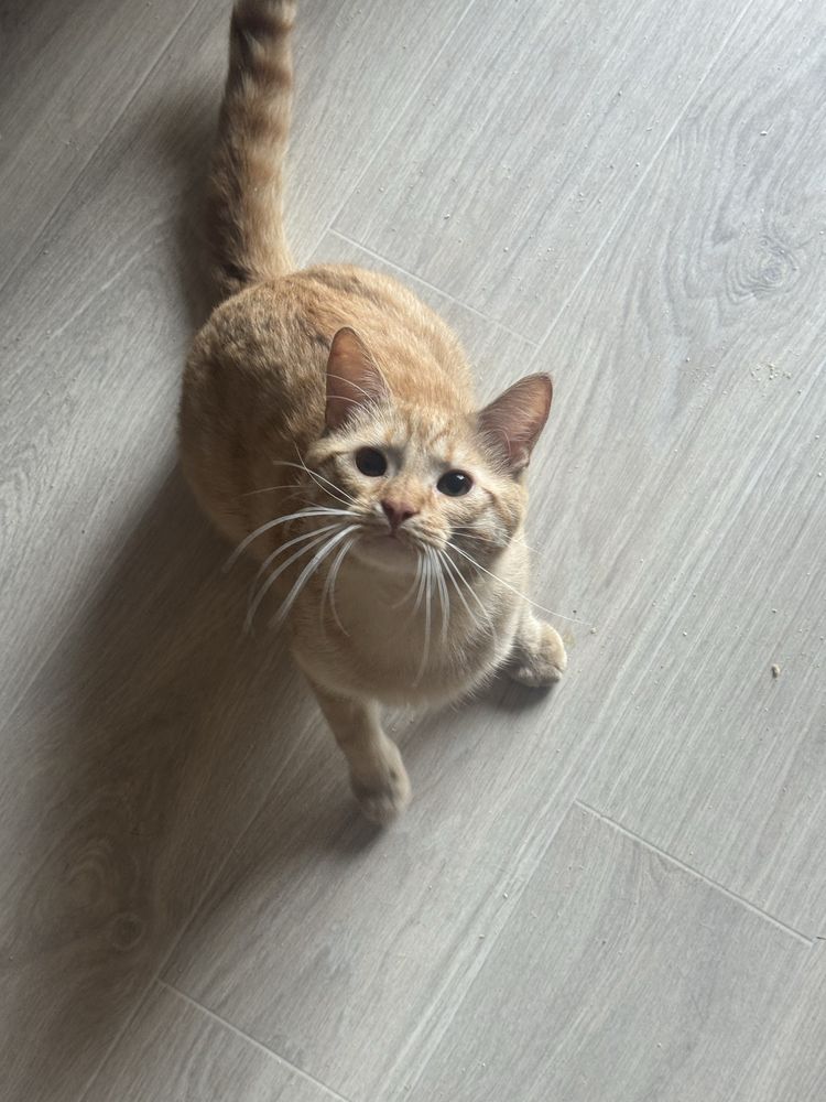Котик шукає родину