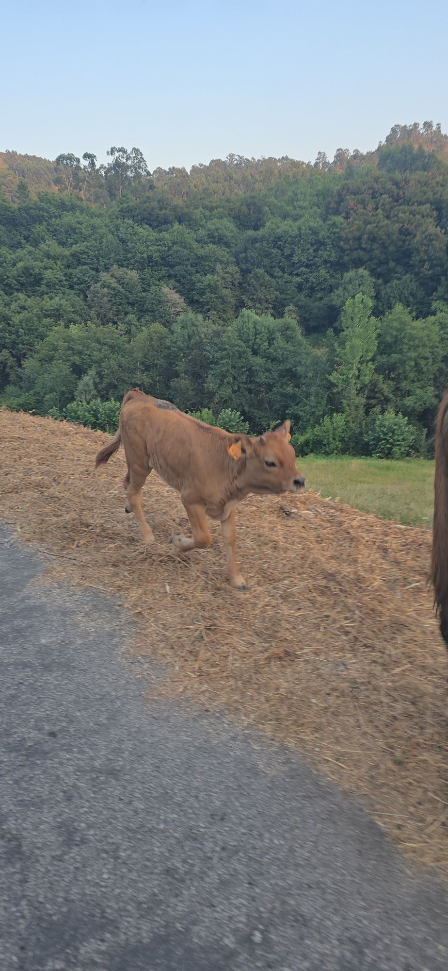 Vaca e vitela femea