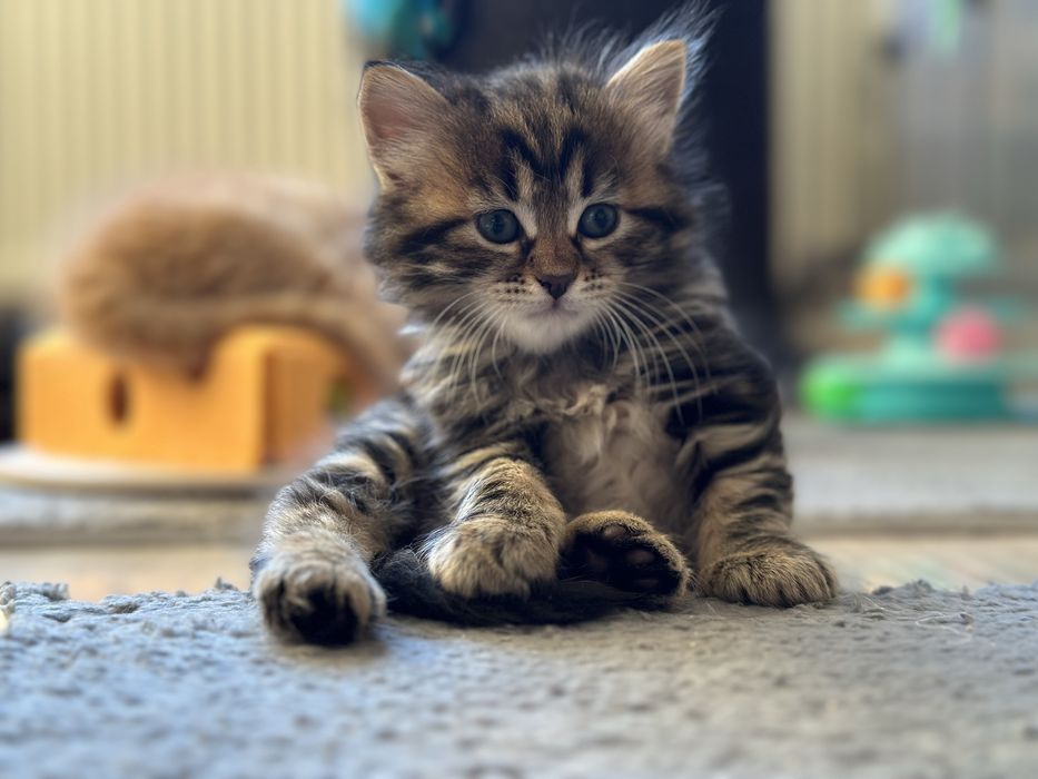 Piękna Kotka Syberyjska AIKO SeverynKa*PL