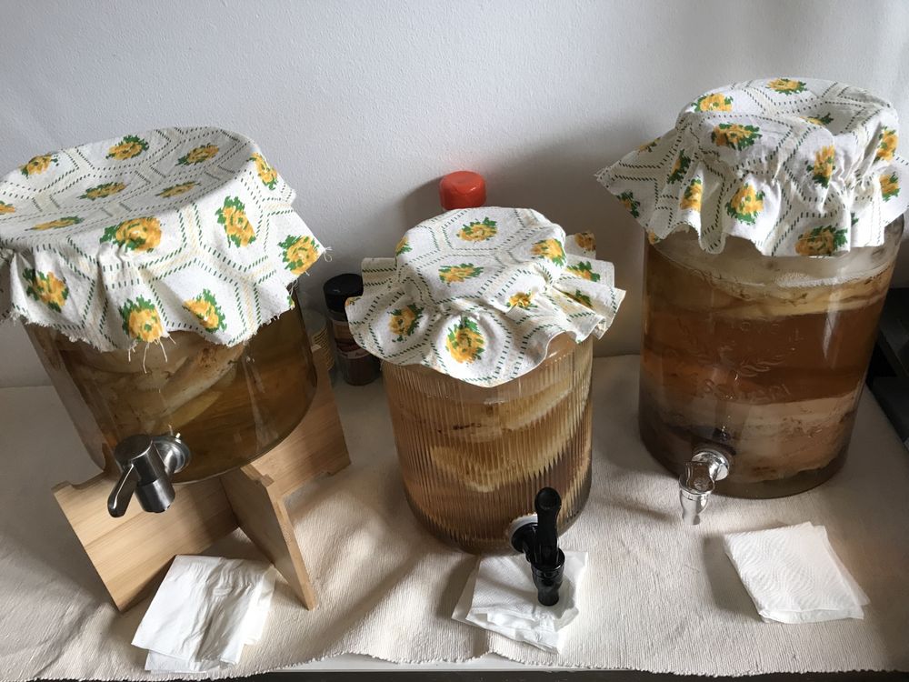 Kombucha pronta ou scobi e starter