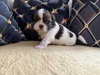 Tobi szczeniak rasy shih tzu po małych rodzicach