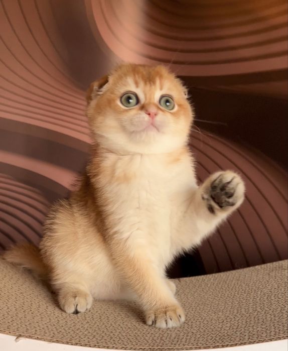 Кіт дорослий в'яжучий золотий шотландський капловухий фолд