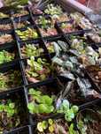 Rośliny egzotyczne - terrarium paludarium wiwarium