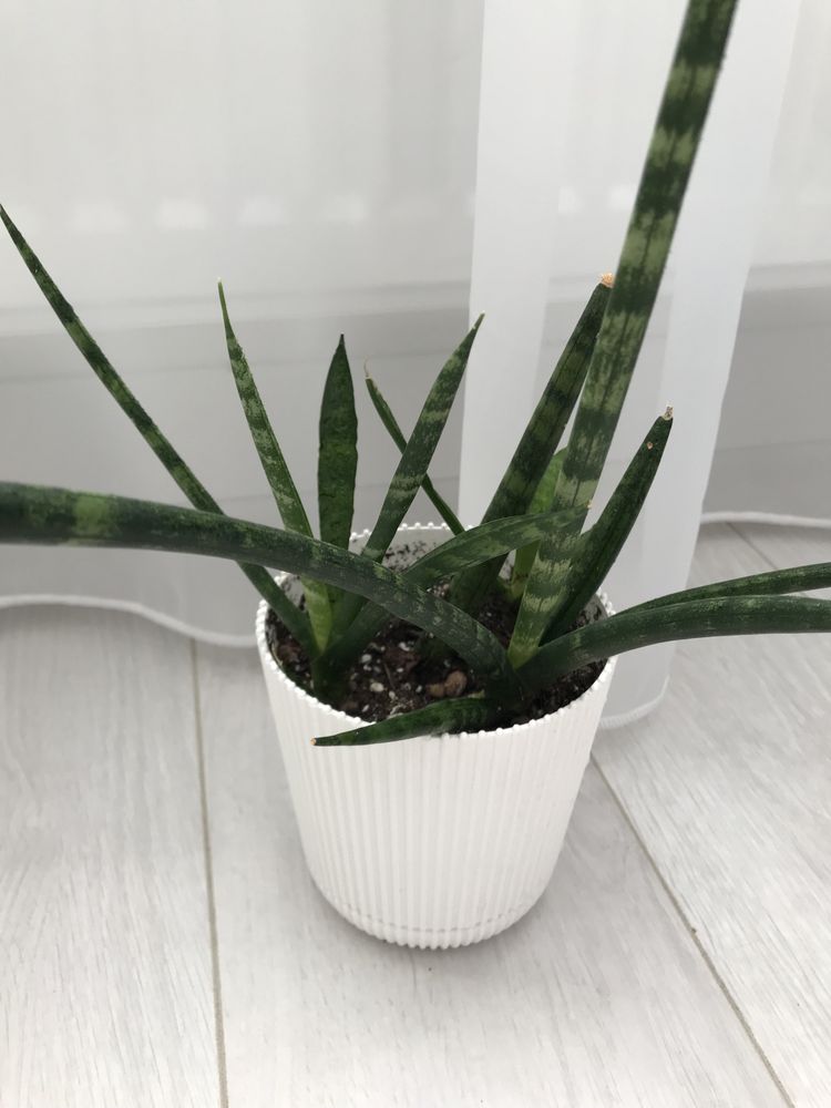 Сансевьерия цилиндрика Sansevieria cylindrica мини домашний цветок в г