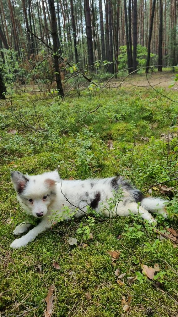 Border Collie suczka blue merle badania