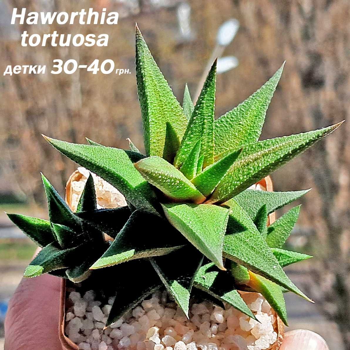Хавортии (Haworthia), кактусы и другие суккулентные