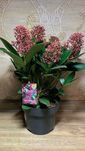 Скіммія японська (Skimmia japonica )