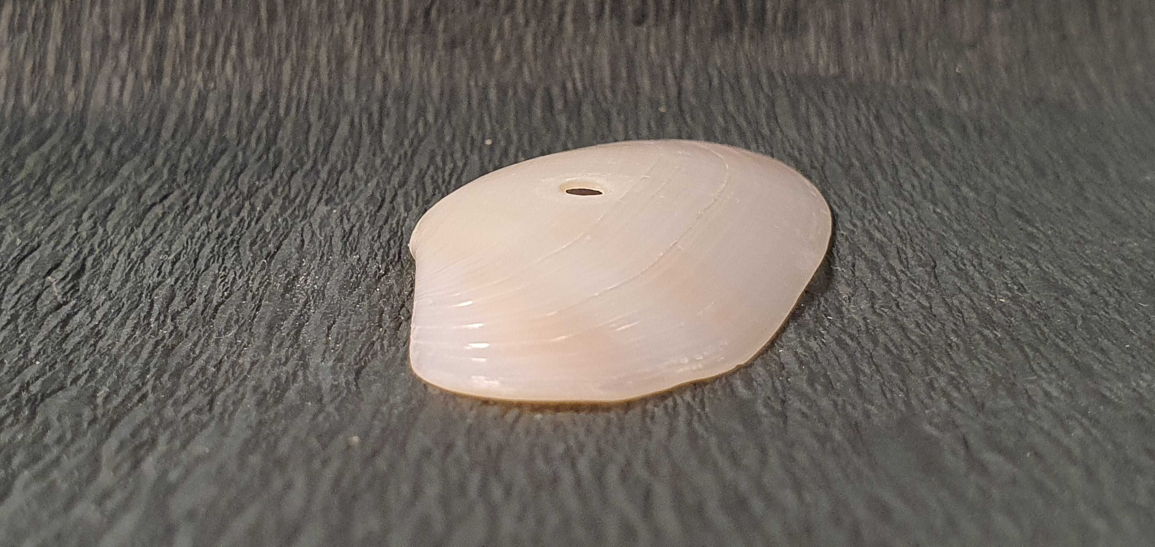 Muszla morska o wymiarach 60 x 30 x 10 mm (nr 20)