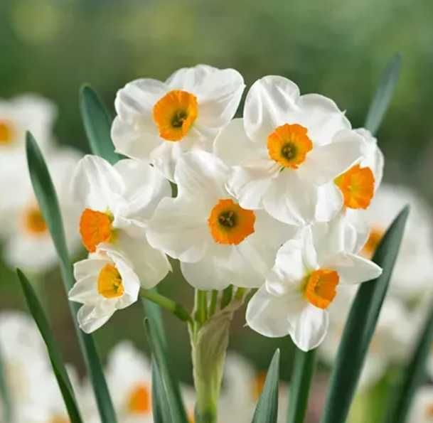 20+ шт!  Нарцисс. Нарцис. Цибулини нарцису. Луковицы нарцисса. Квіти.
