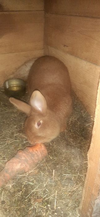 Króliki królik króle samiec samica  mięso tuszka