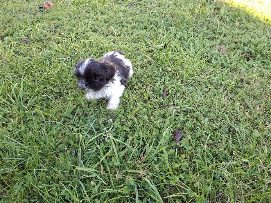 Shih-tzu mały Piesio