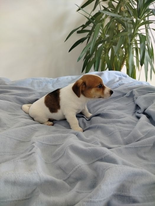 Jack Russell Terrier piesek