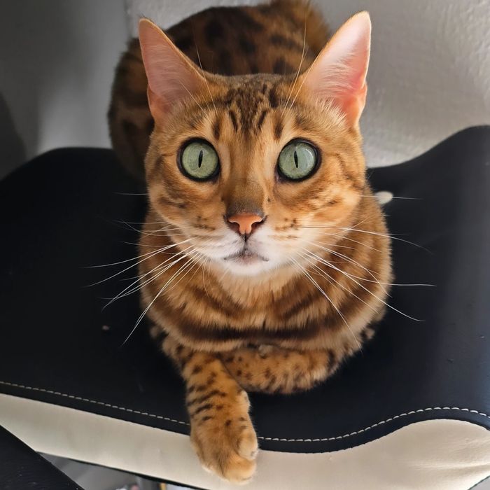 Pet sitting Arroios