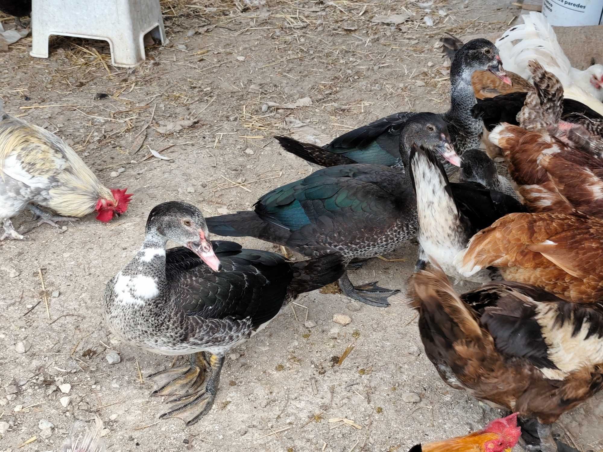 Patos mudos caseiros criados ao ar livre